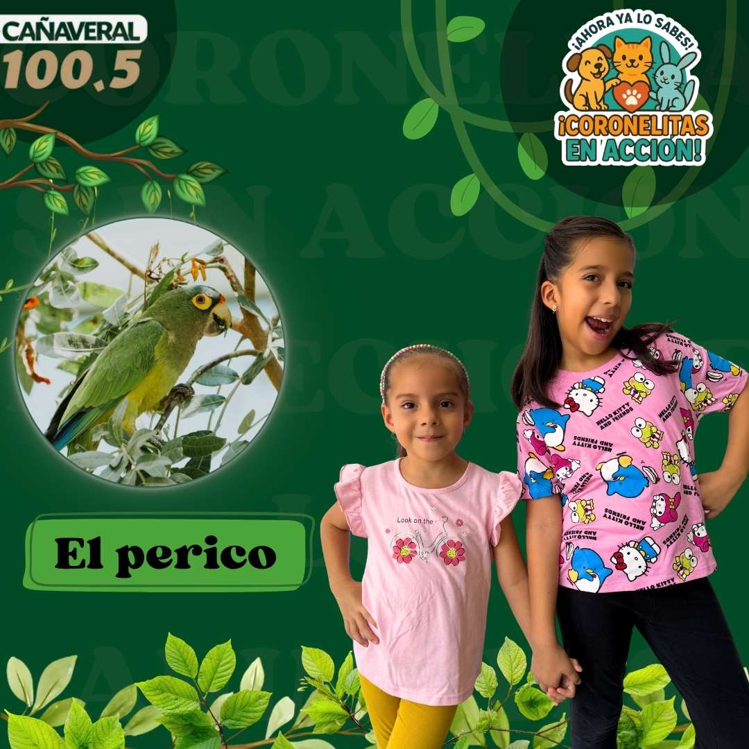 El perico