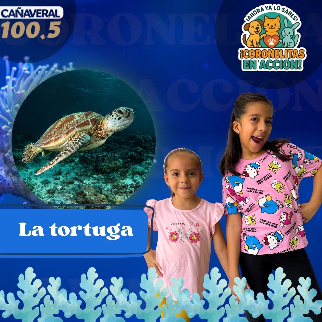 La tortuga