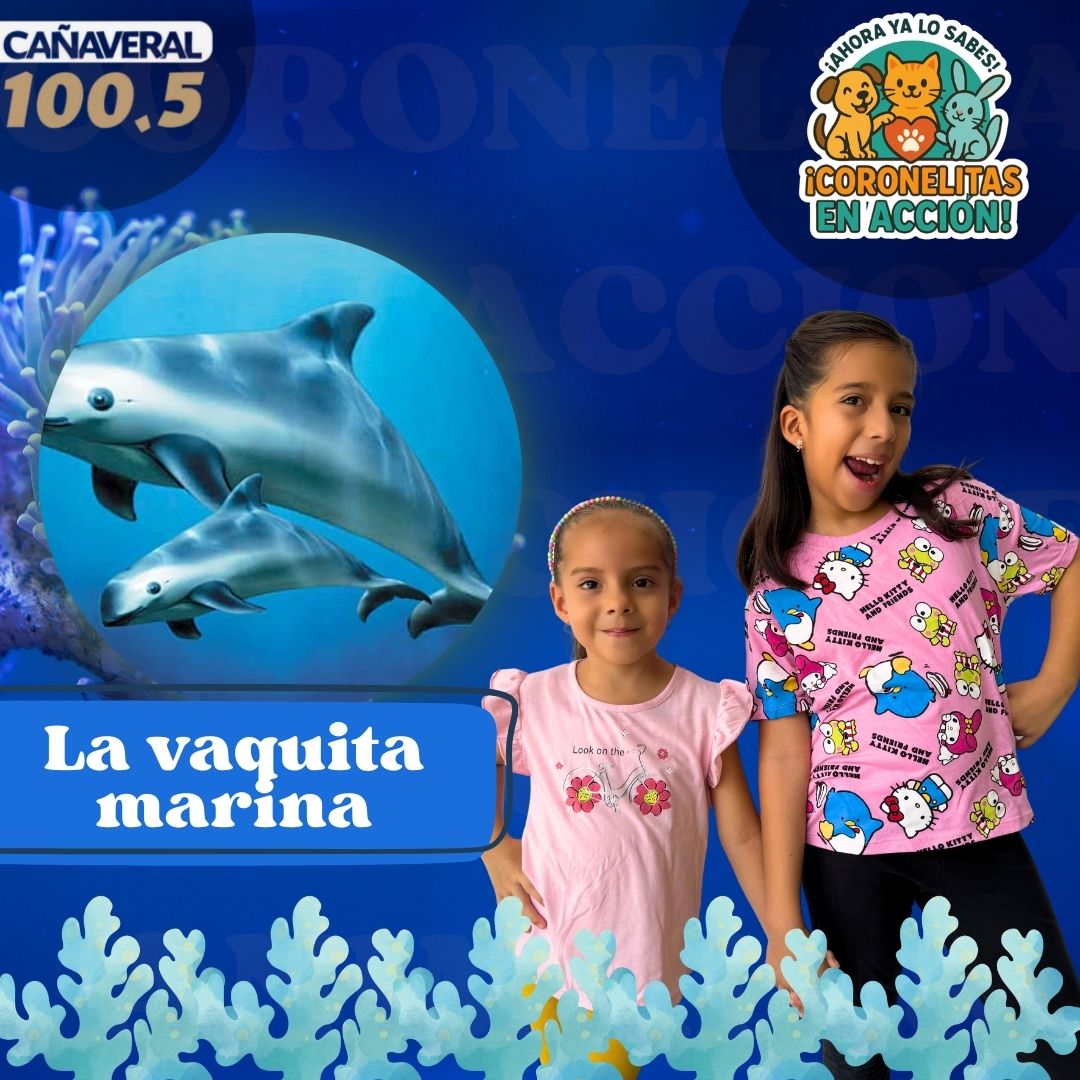 Vaquita marina